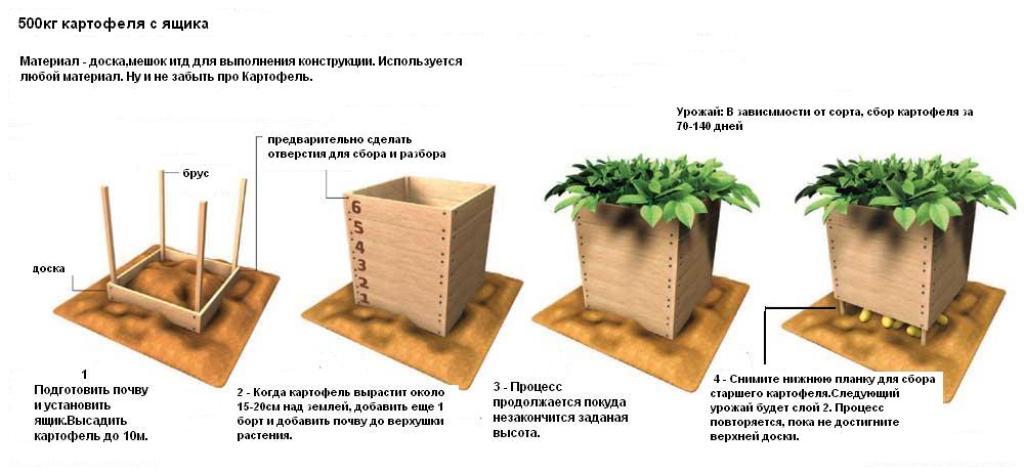 Рассада картофеля: зачем выращивать картошку из семян, мастер-класс по посеву