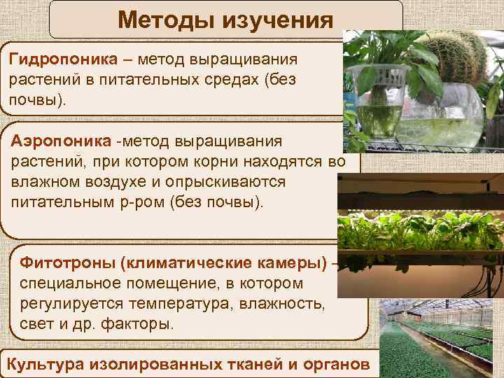 Можно ли выращивать орхидею в стекле в домашних условиях