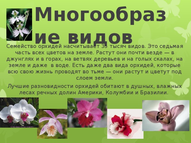 9 основных правил по уходу за орхидеями в домашних условиях