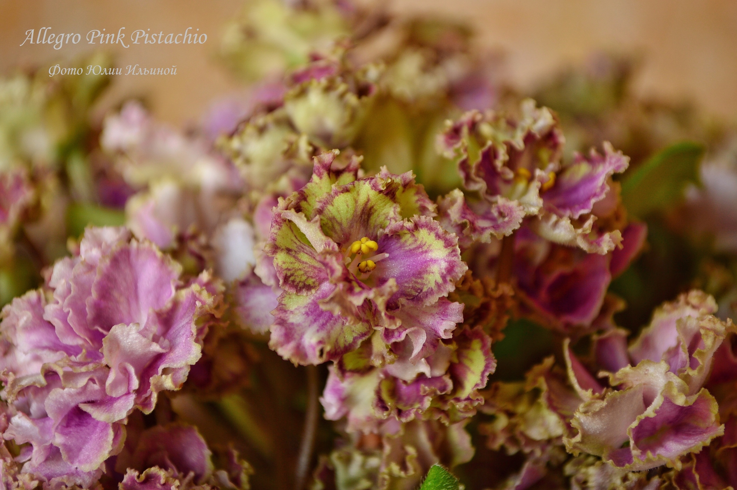Сказочная фиалка allegro pink pistachio (j. stromborg)