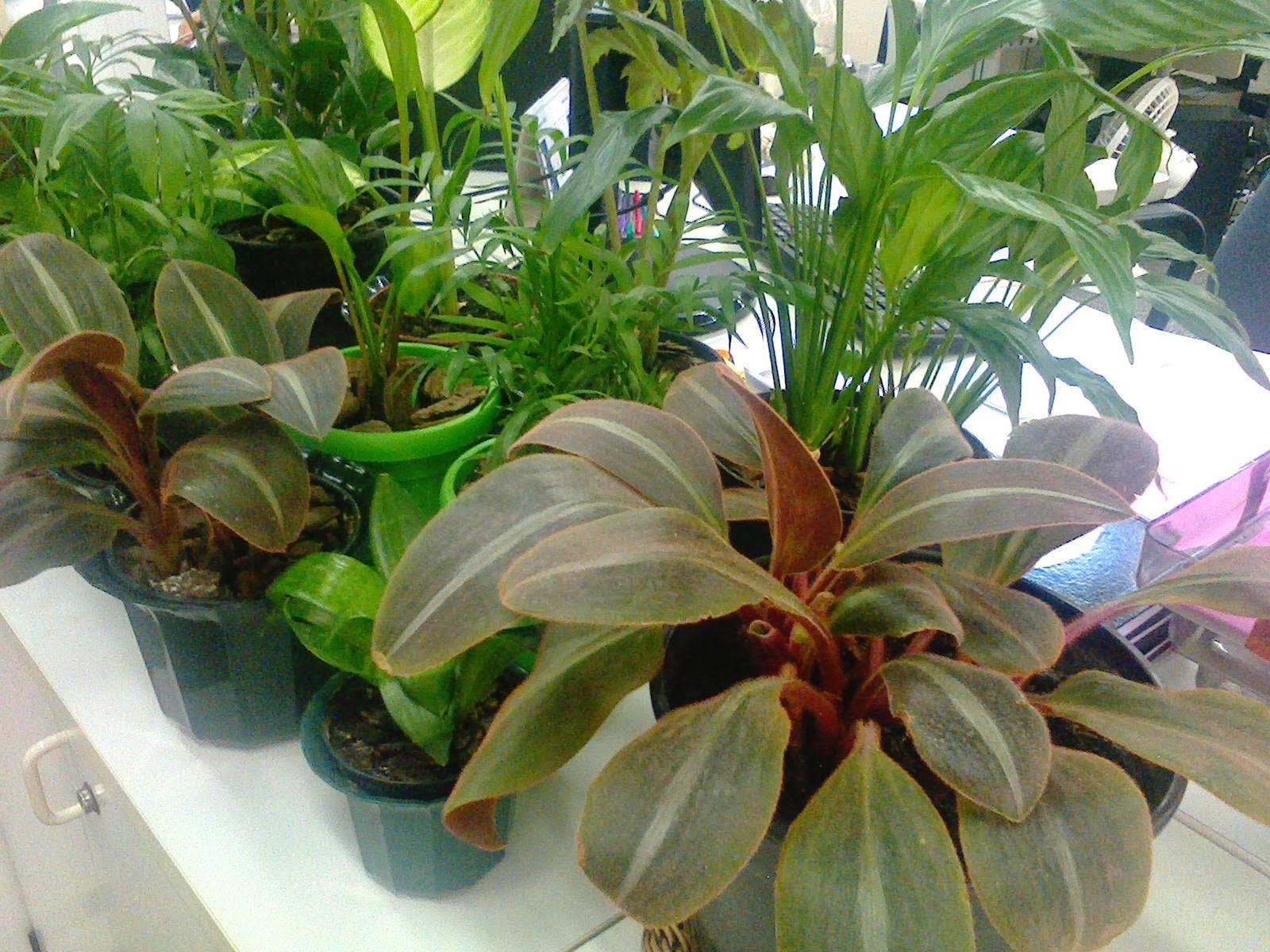 Такой род, как сидерасис, относящийся к семейству коммелиновые Commelinaceae, имеет всего одного представителя, а именно ― сидерасис буроватый Siderasis fuscata