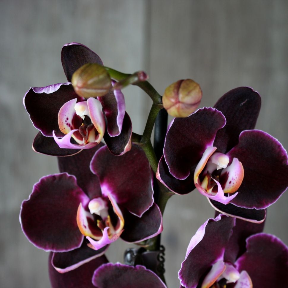 Орхидея фаленопсис виды фото с названием