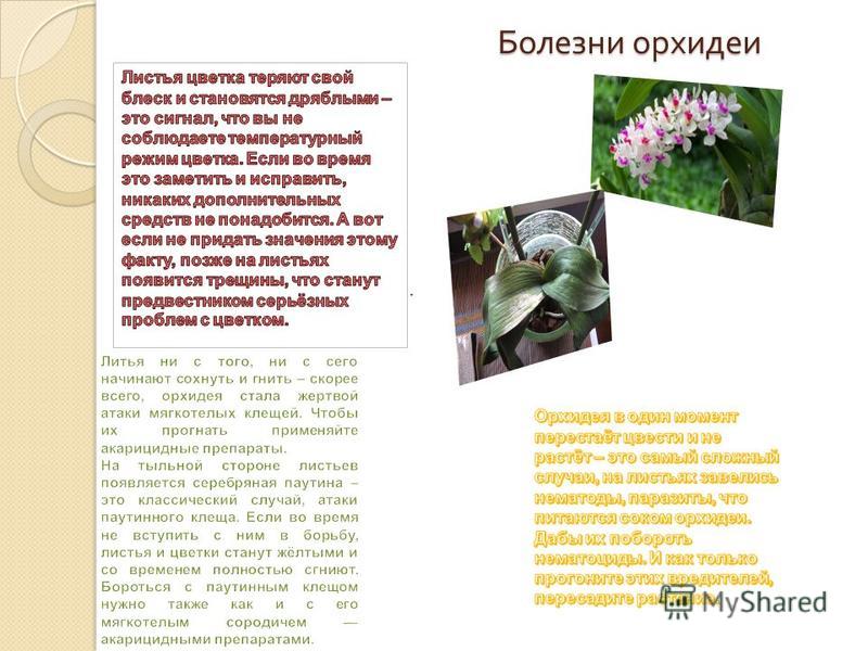 Орхидея для дома: хорошо или плохо, можно держать, почему нельзя, приметы, где лучше ставить в квартире, выращивать по фен-шуй, аллергенный цветок или нет, значение