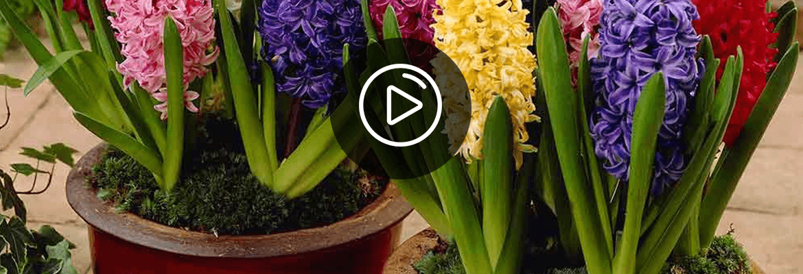 Как сохранить гиацинты в горшках после цветения