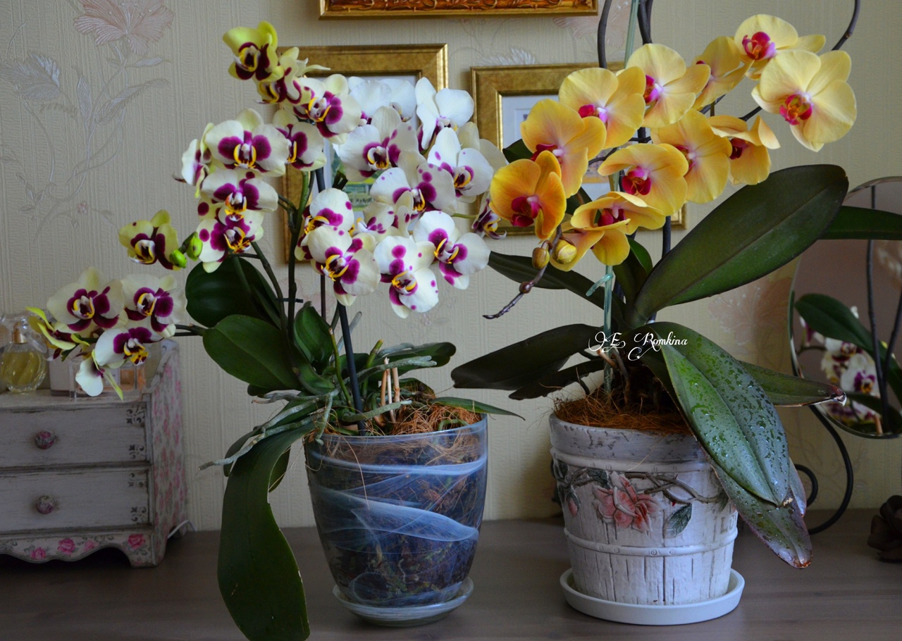 Орхидеи нельзя держать дома