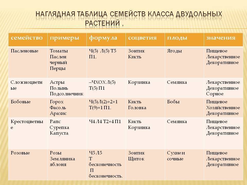 Семейство пасленовые бобовые и сложноцветные лабораторная. Наглядная таблица семейств класса двудольных растений. Таблица по биологии 6 класс семейства класса двудольные. Таблица семейства двудольных растений 6. Биология 6 класс двудольные растения таблица.