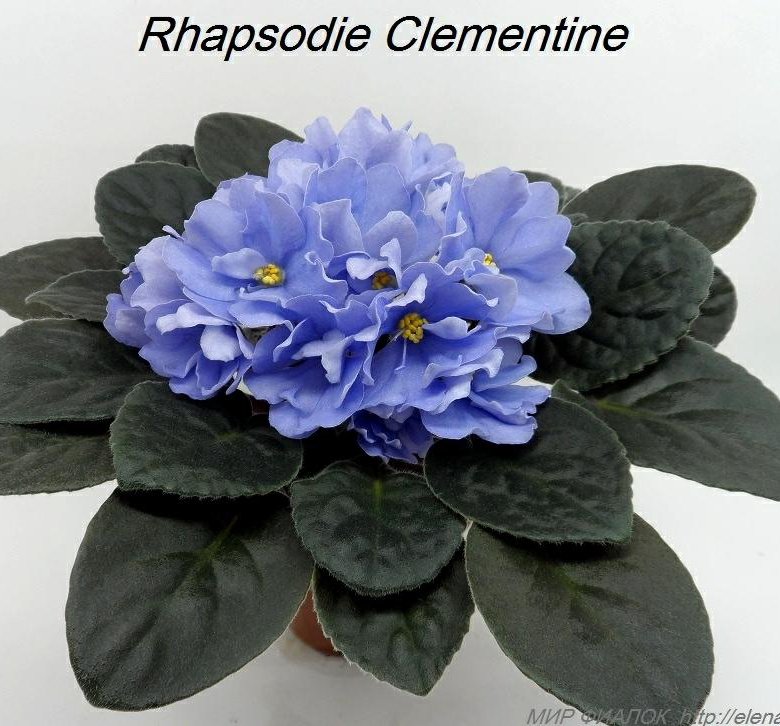 Rhapsodie clementine фиалка фото и описание сорта