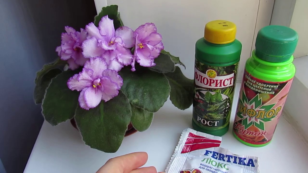 Как развести янтарную кислоту, чтобы полить цветы и другие растения