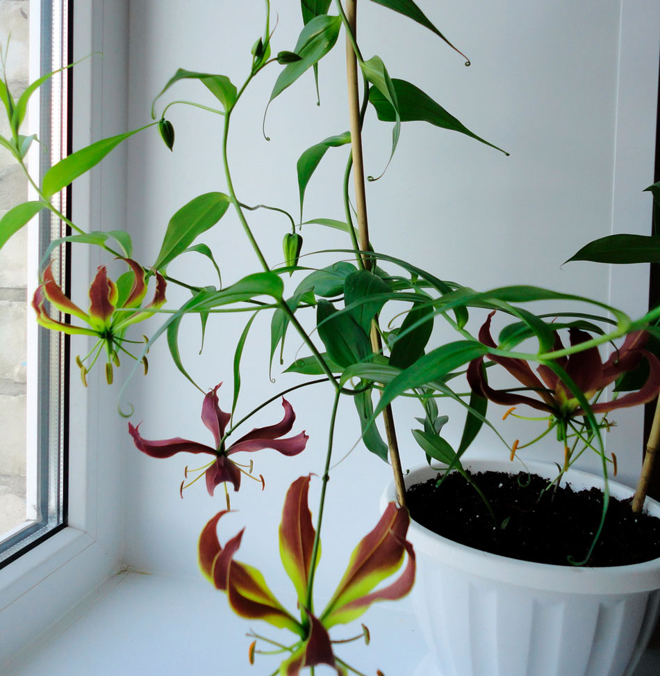 Красивоцветущее растение глориоза Gloriosa, обладающее вьющимися стеблями, является частью семейства Лилейные В природных условиях такая лиана может иметь длину около 200 см