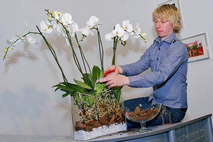 Как выращивать орхидею без грунта в стеклянном горшке
