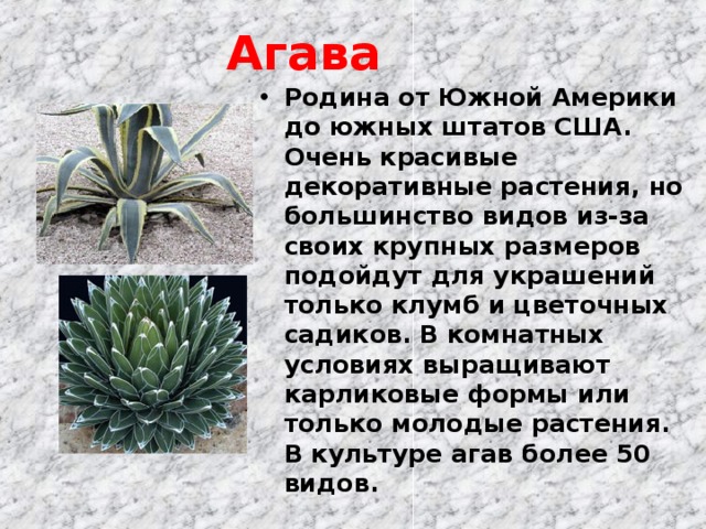 Агава selo.guru — интернет портал о сельском хозяйстве