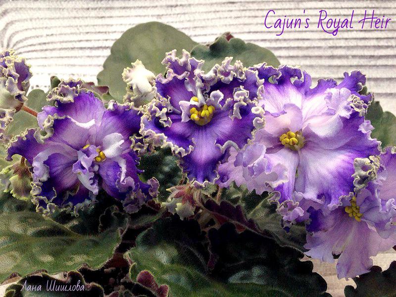 Фиалка cajun s royal jewels фото и описание