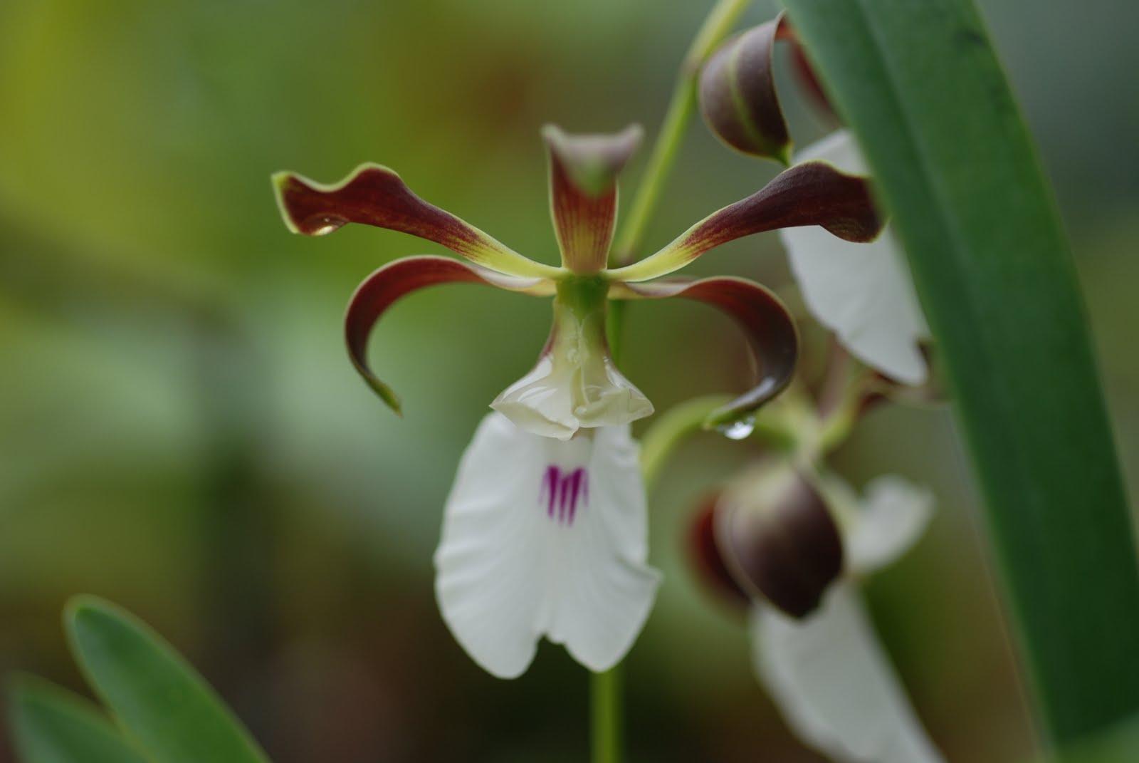 Орхидея с запахом как называется фото