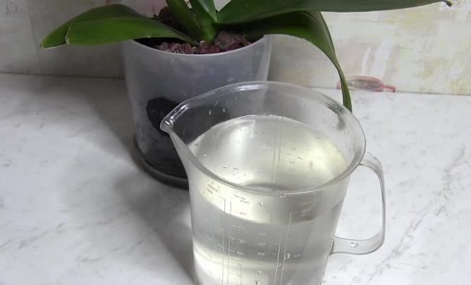 Как подкормить орхидею чесноком: как приготовить раствор (пропорции)