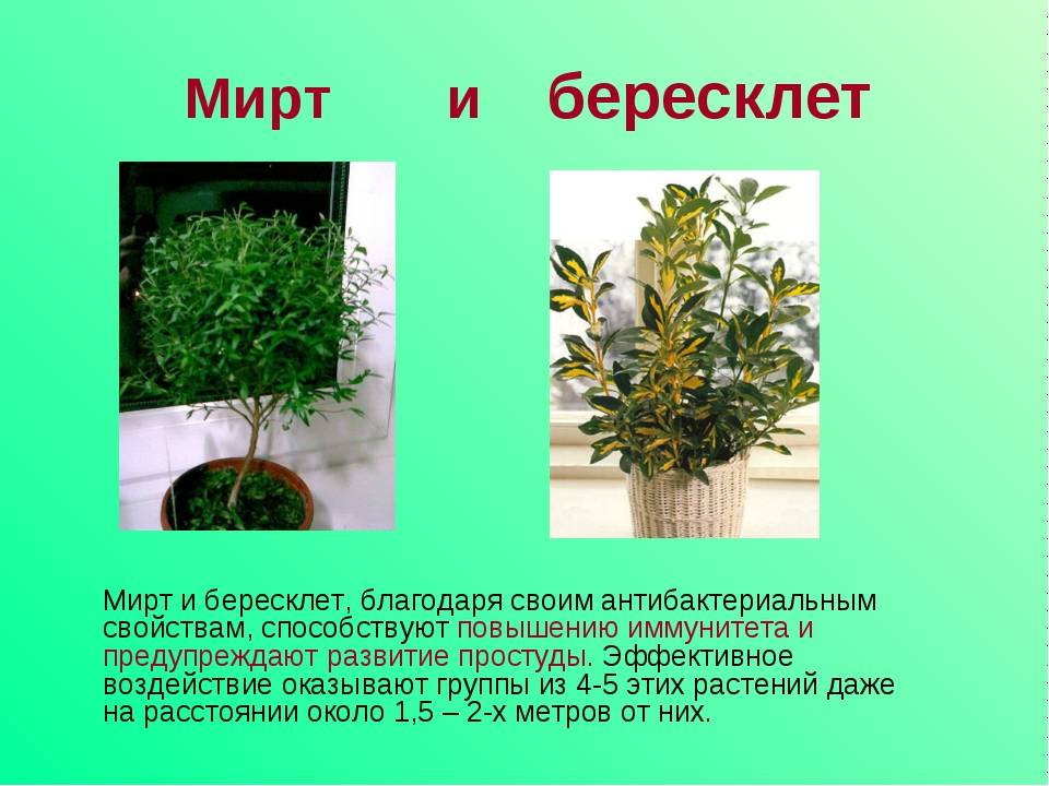 Мирт или миртовое дерево - красивое и очень эффектное растение определенно заслуживает внимание А начинающие цветоводы, увидев мирт, непременно решают украсить свой дом именно им