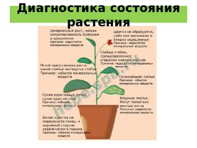 Основные причины, почему орхидея не цветет, а растут только листья и корни
