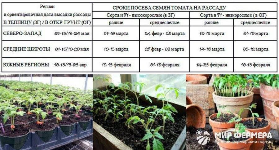 Как посеять однолетние цветы на рассаду и в открытый грунт, когда сеять, сроки