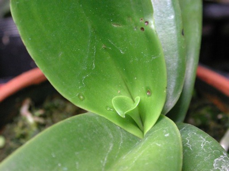 Какие бывают болезни у листьев орхидеи фаленопсис? пошаговая инструкция по лечению