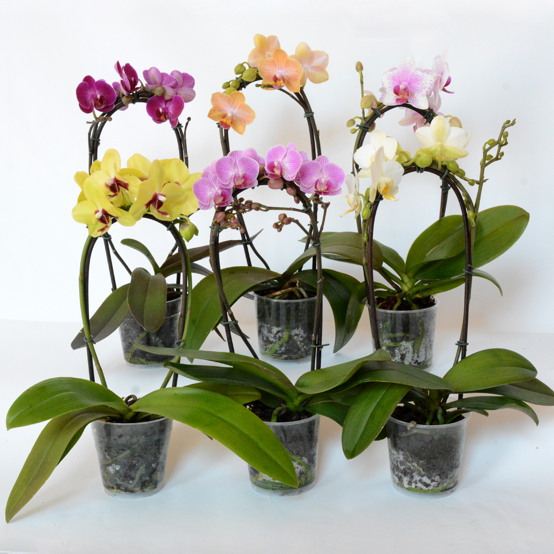 Как ухаживать за мини орхидеями в домашних условиях