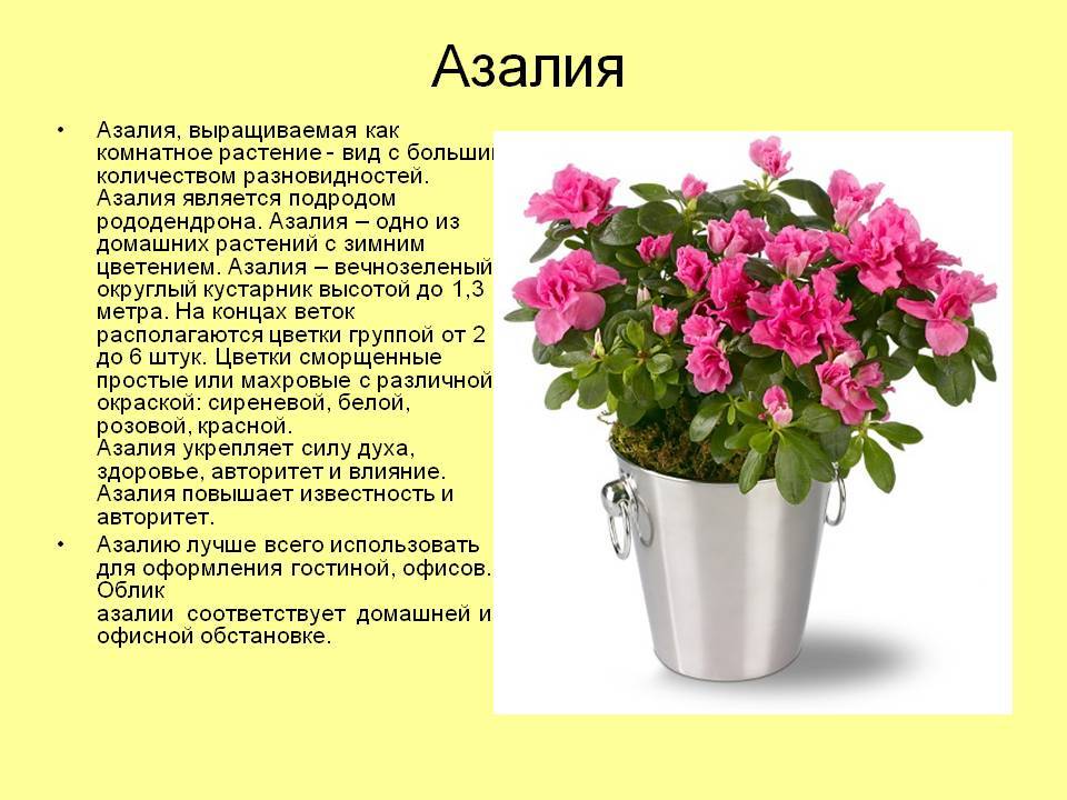 Фото и описание комнатных растений и цветов