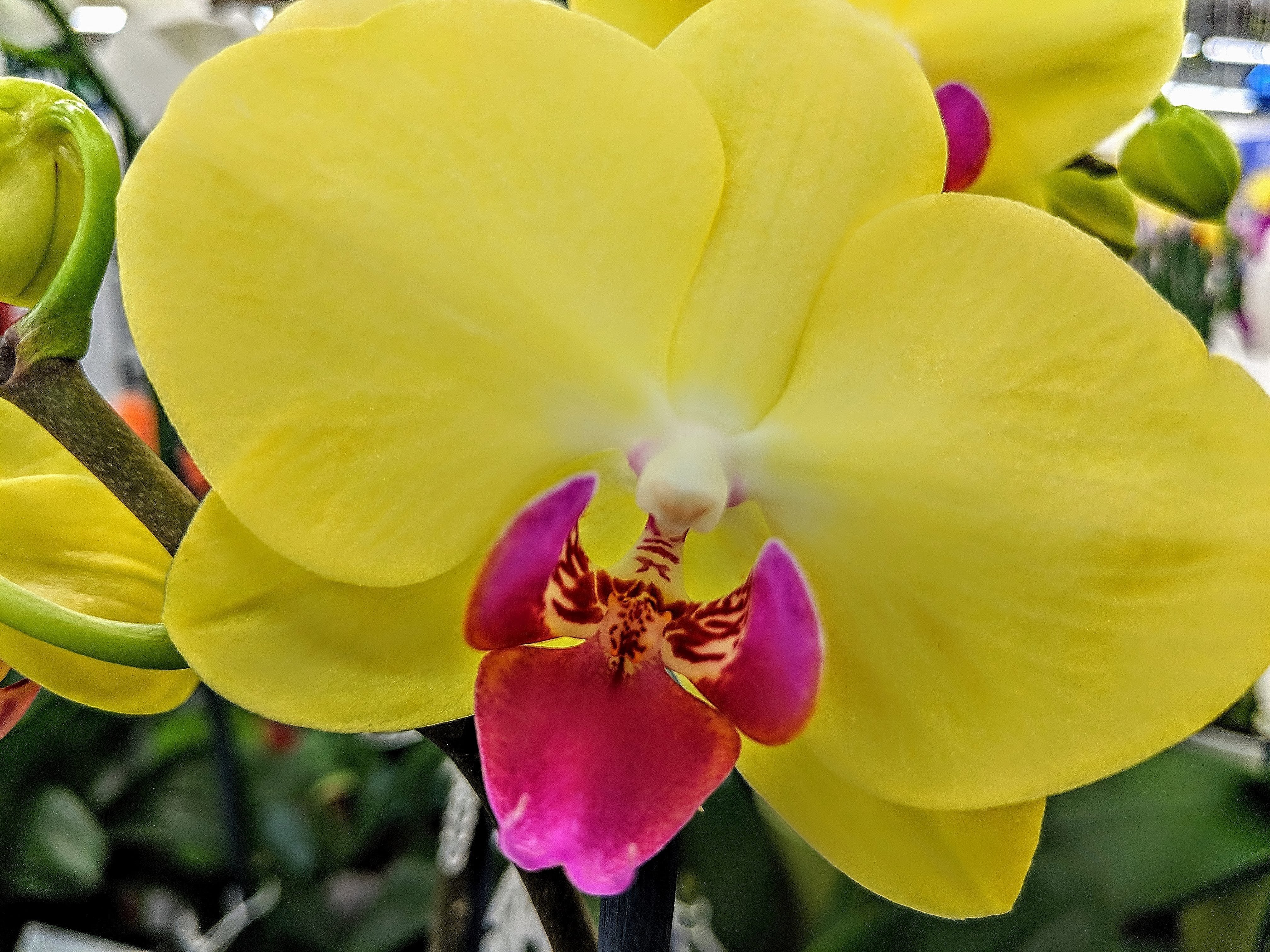 Орхидея желтая жемчужина фото и описание