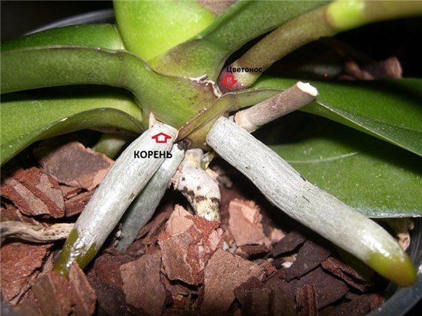 Гниль у орхидей – что делать и как вылечить растение, признаки и причины болезни, меры профилактики