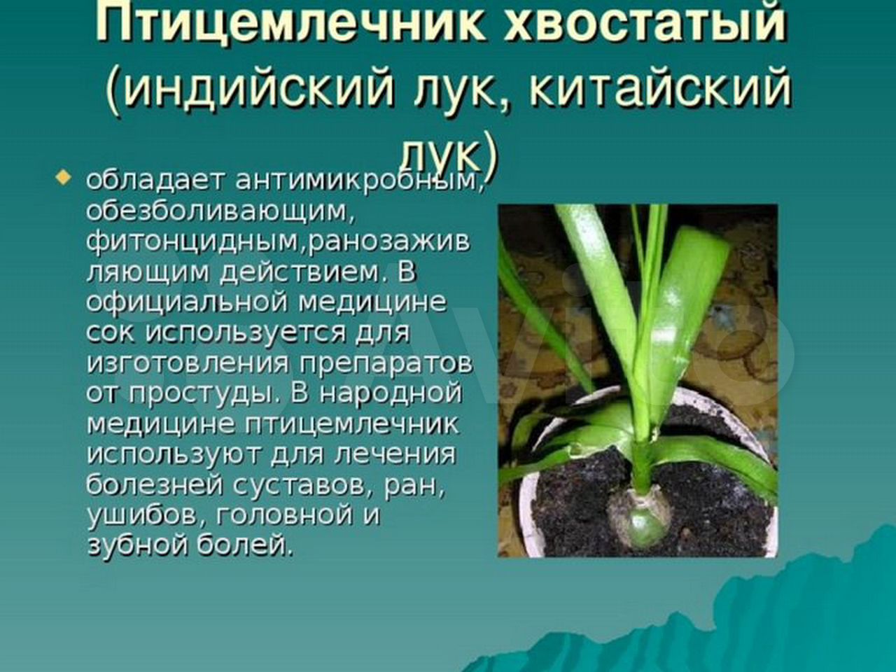 Выращивание индийского лука в домашних условиях: как правильно посадить растение