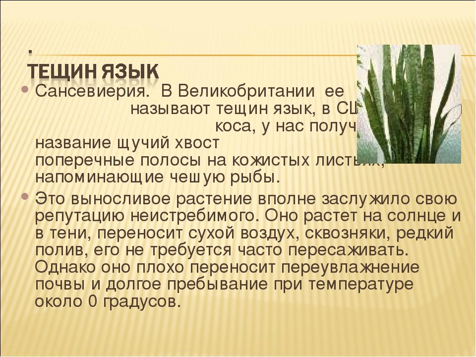 Сансевиерия - тещин язык или щучий хвост, уход, виды с фото