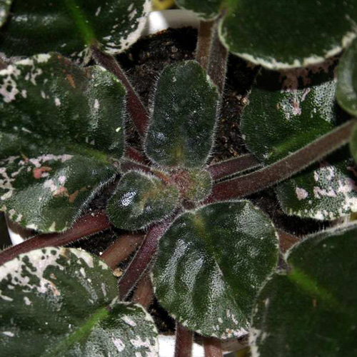 Враг комнатных растений — паутинный клещ: что это за вредитель и как с ним бороться?