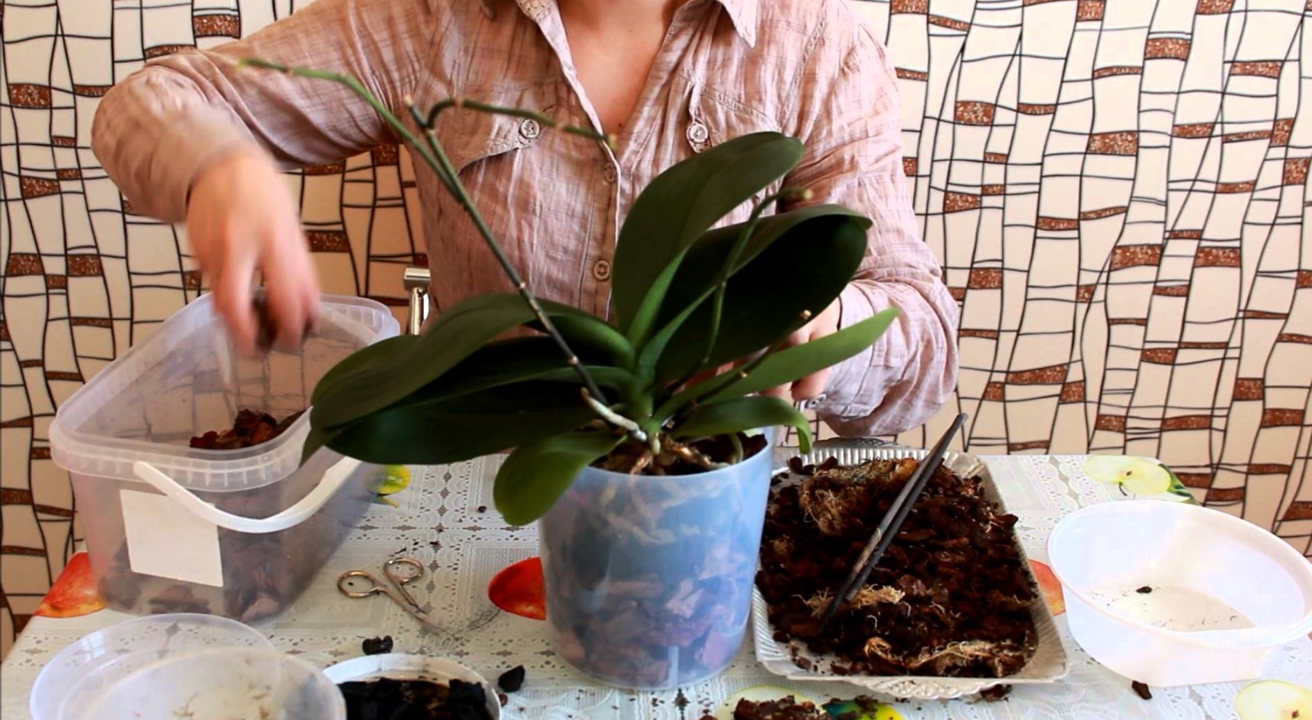 Домашняя орхидея: пересадка и уход