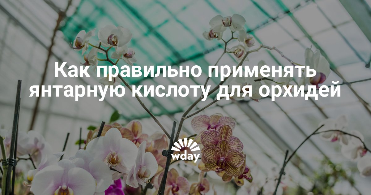 Янтарная кислота для орхидей: как применять для подкормки, инструкция, правила приготовления