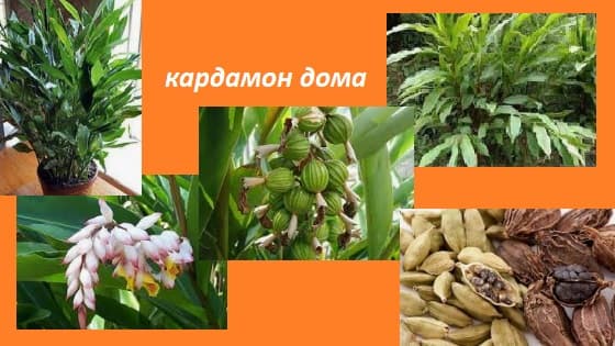 Растение кардамон – фото, описание, где и как растет, для чего применяется, химический состав | все специи