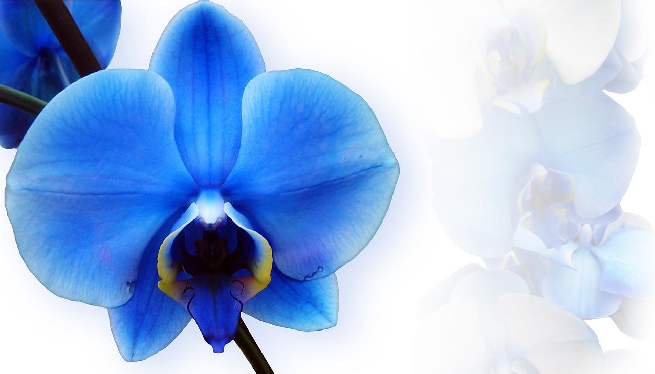 Орхидея синего цвета – голубая мечта цветовода. как не разочароваться в этой красавице?