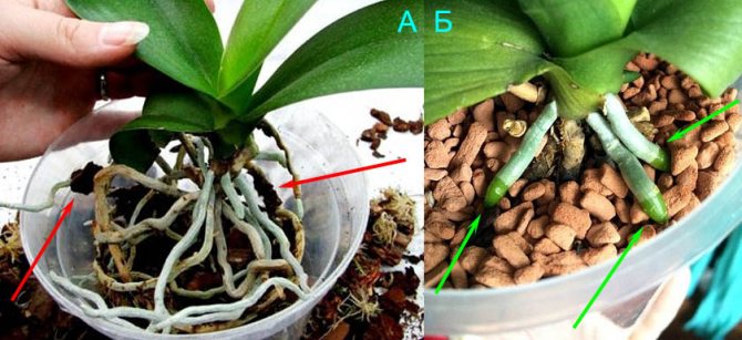 Чудесный субстрат для выращивания орхидей: всё о серамисе, его особенностях и достоинствах