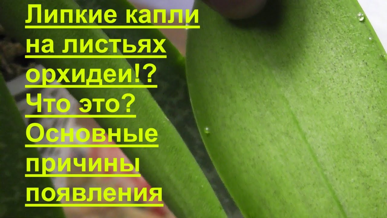 Слизь в горле