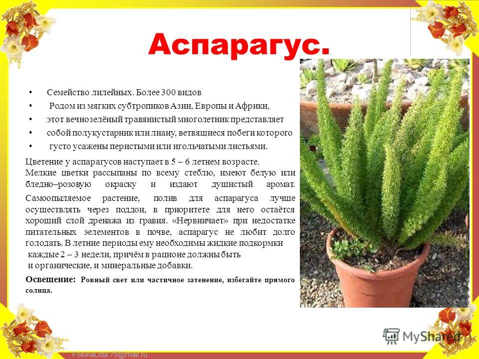 Аспарагус: все секреты по уходу в домашних условиях