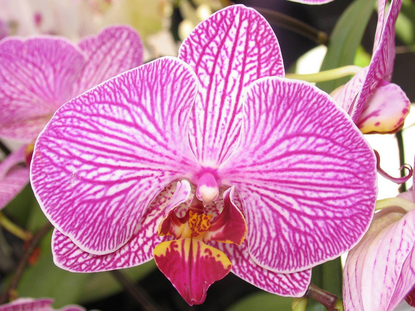 Сорта орхидея фаленопсис сорта фото и названия
