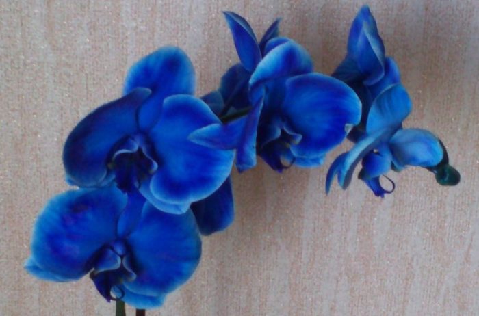 Тайна синей орхидеи: есть ли у природы к этому цветку голубой тон? как покрасить в домашних условиях? фото бутонов