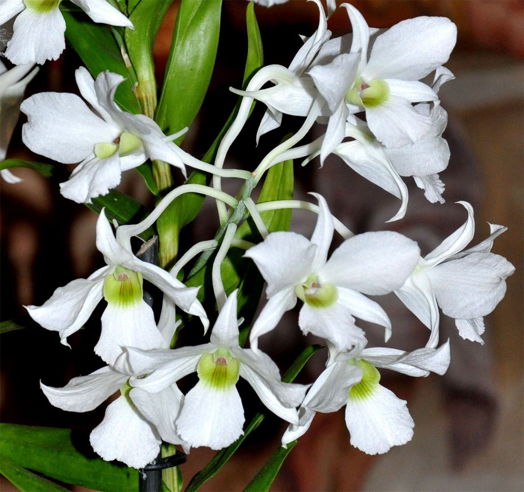 Орхидея кустистая фото