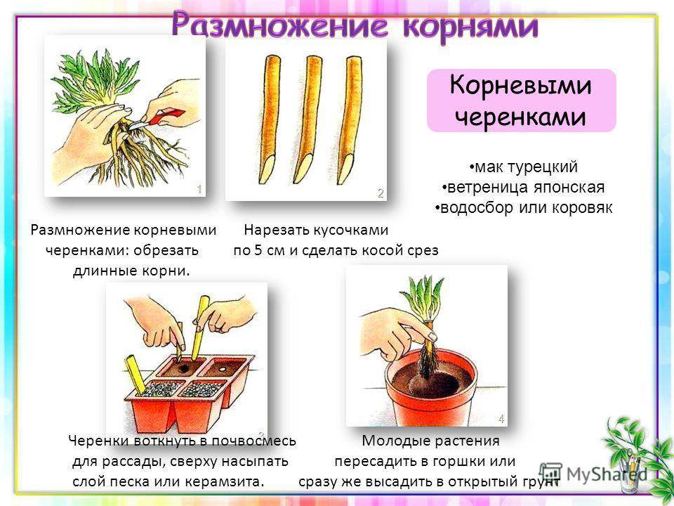 Клейстокактус штрауса уход в домашних условиях клейстокактус виды фото и названия