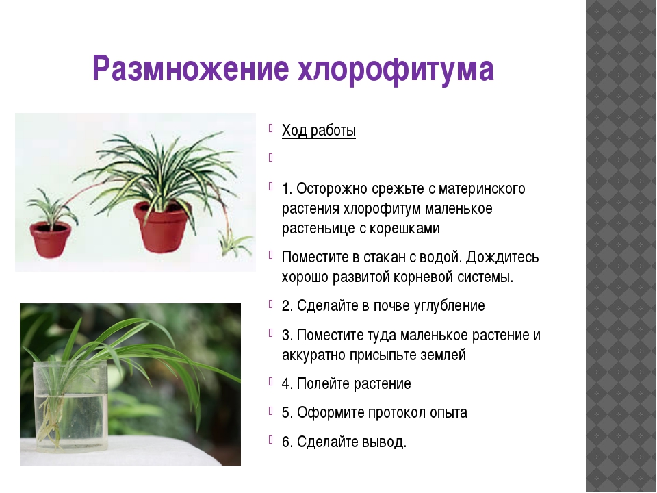 Травянистые растения. виды травянистых растений :: syl.ru