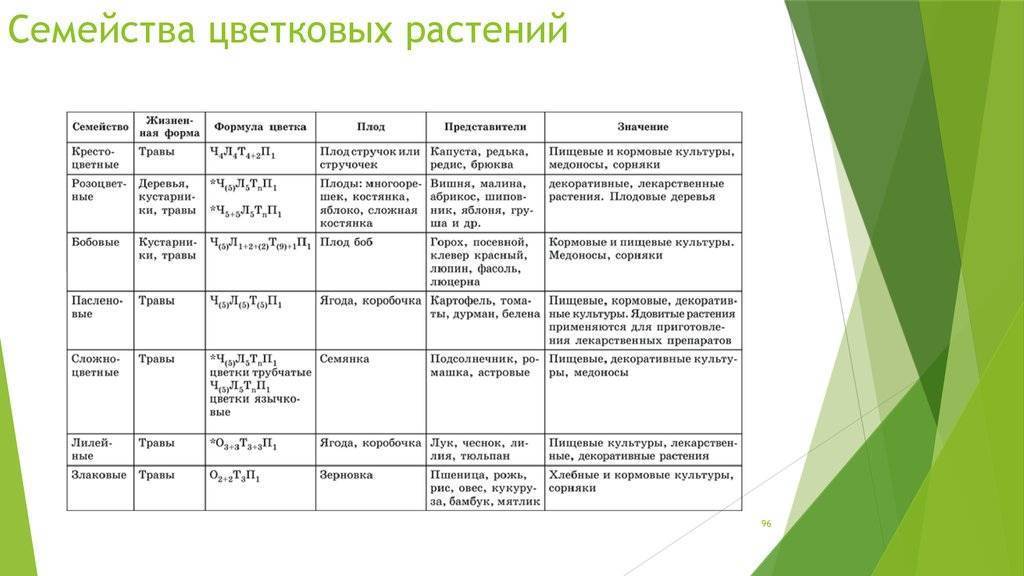 Род растений колерия является представителем семейства Геснериевы, он включает в себя примерно 65 видов В природе это растение можно повстречать от Мексики до Центральной Америки, а еще в Колумбии и на острове Тринидад