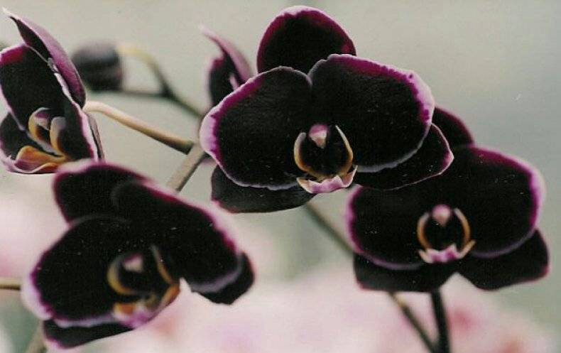 Черные орхидеи: самые красивые сорта темного цветка orchidfan.ru