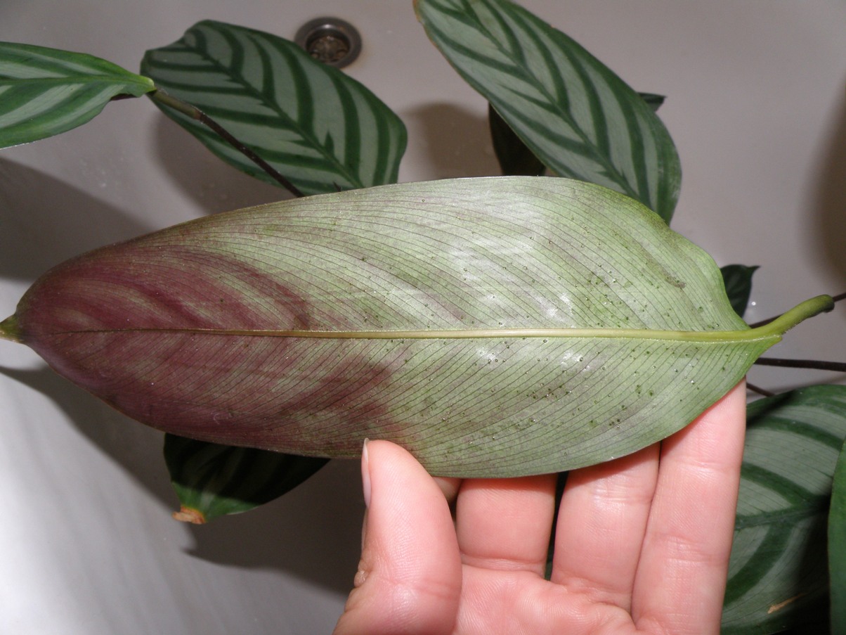 Растение калатея Calathea относится к семейству Марантовые Этот род является наиболее многочисленным из всех, входящих в данное семейство, и объединяет он около 130 видов