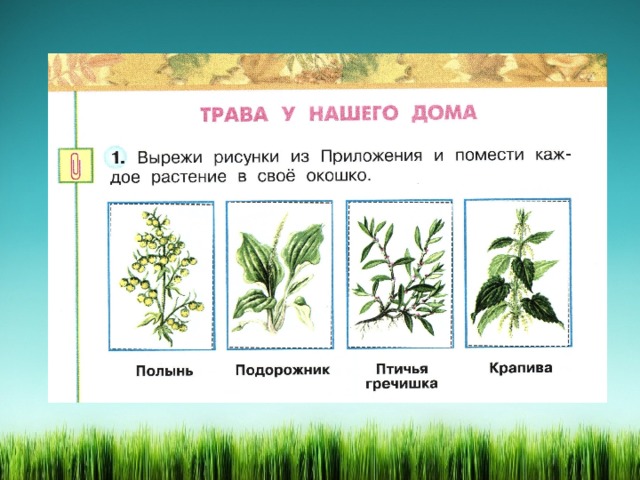 Микания: уход в домашних условиях