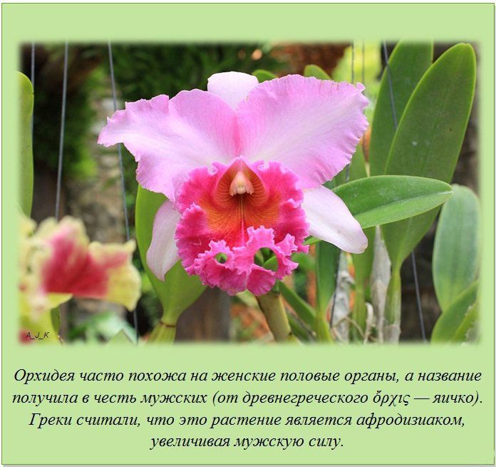Орхидея по фен-шуй, можно ли держать дома, приметы и суеверия