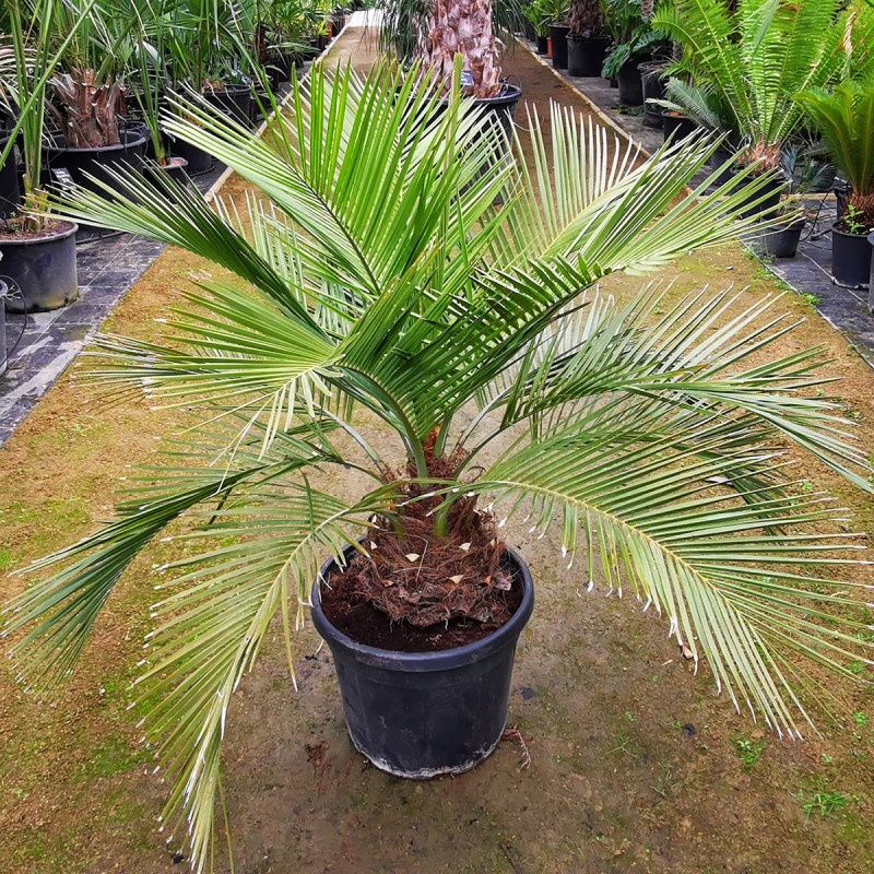 Домашний цветок в виде пальмы фото и названия
