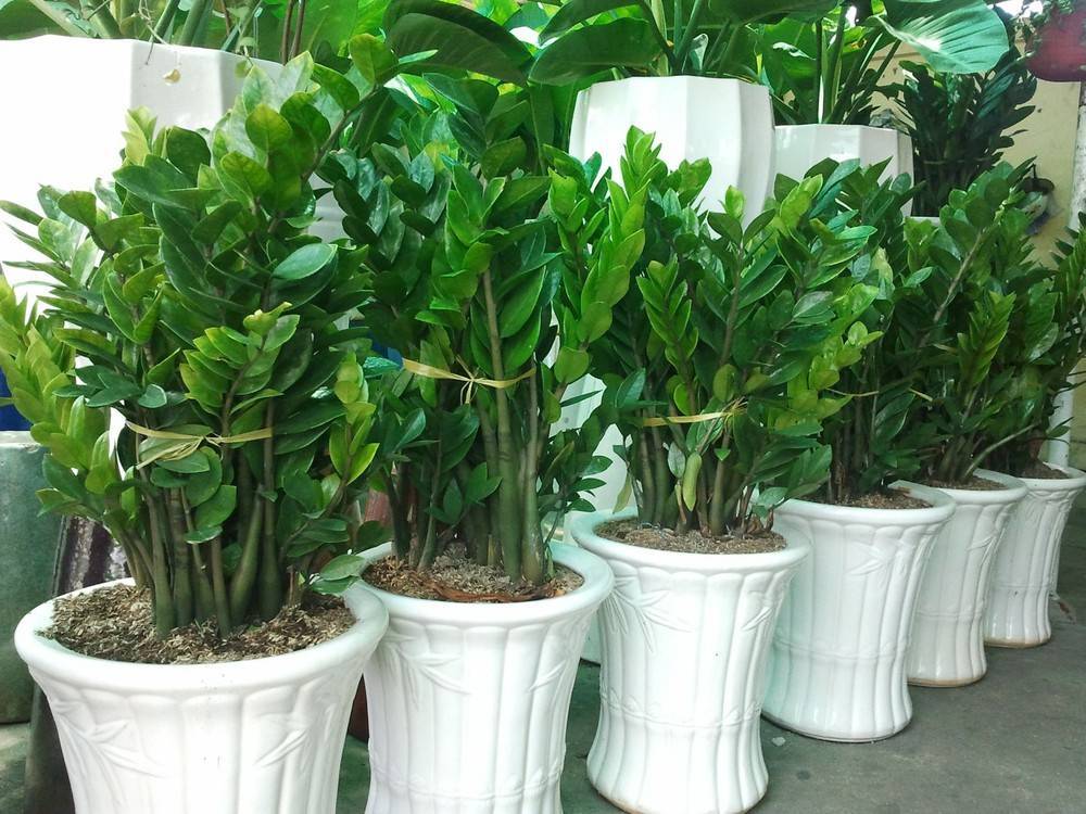 Замиокулькас замиелистный (zamioculcas zamiifolia): описание, фото суккулента, природные характеристики замифолии, предпочтения в содержании, особенности посадки и ухода в домашних условиях