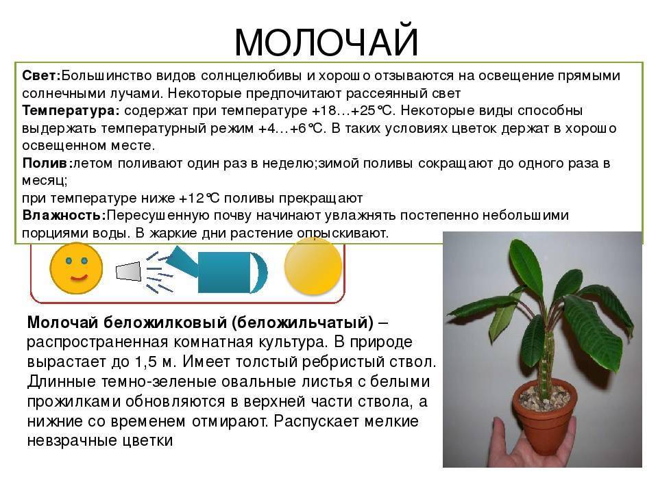 Молочай беложильчатый: уход в домашних условиях и особенности растения