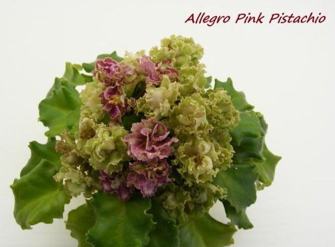 Allegro pink pistachio фиалка фото и описание сорта